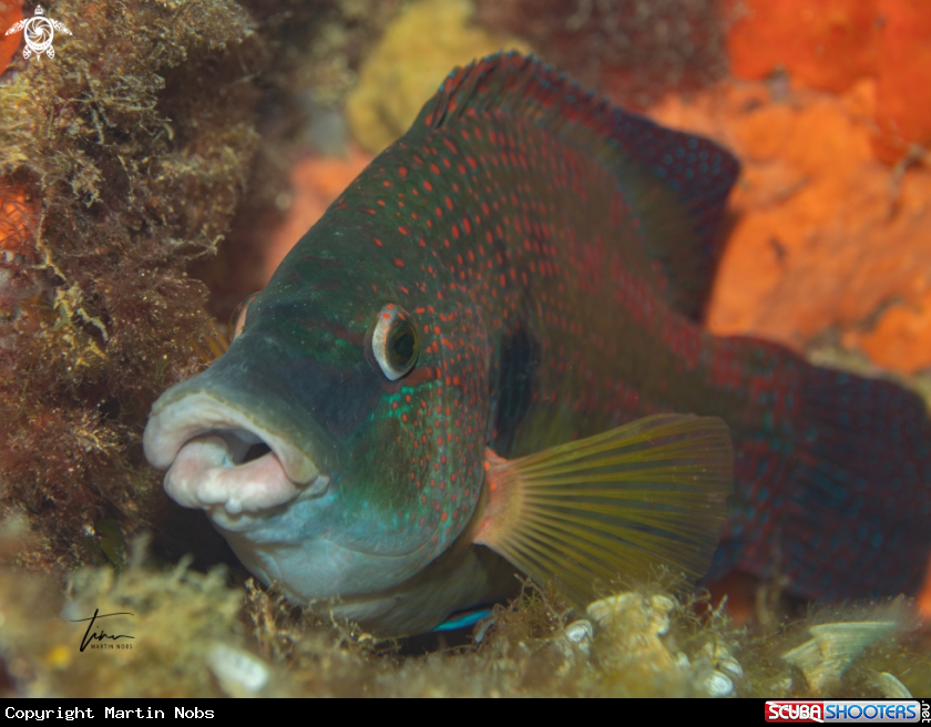 A East Atlantic Peacock Wrasse