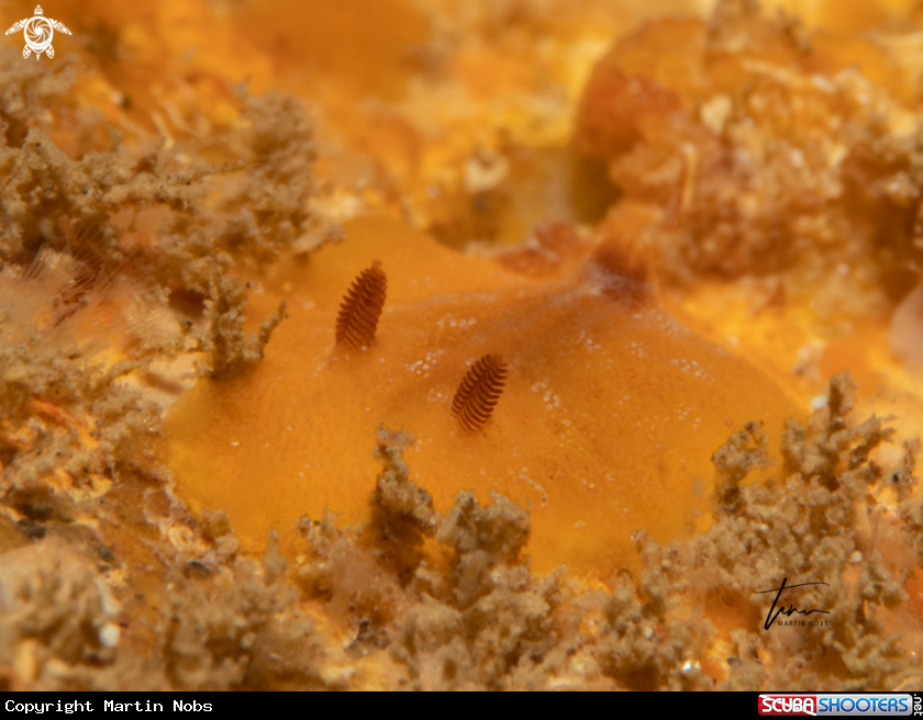 A Carminodoris boucheti