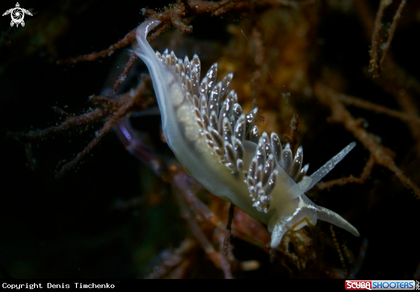 A NUDIBRANCH