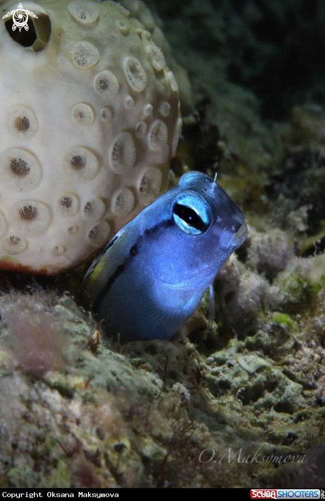 A Red Sea mimic blenny (Ecsenius gravieri)