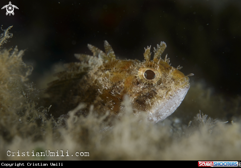 A Scorpion fish