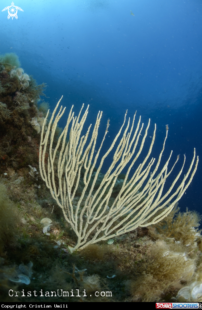 A Eunicella