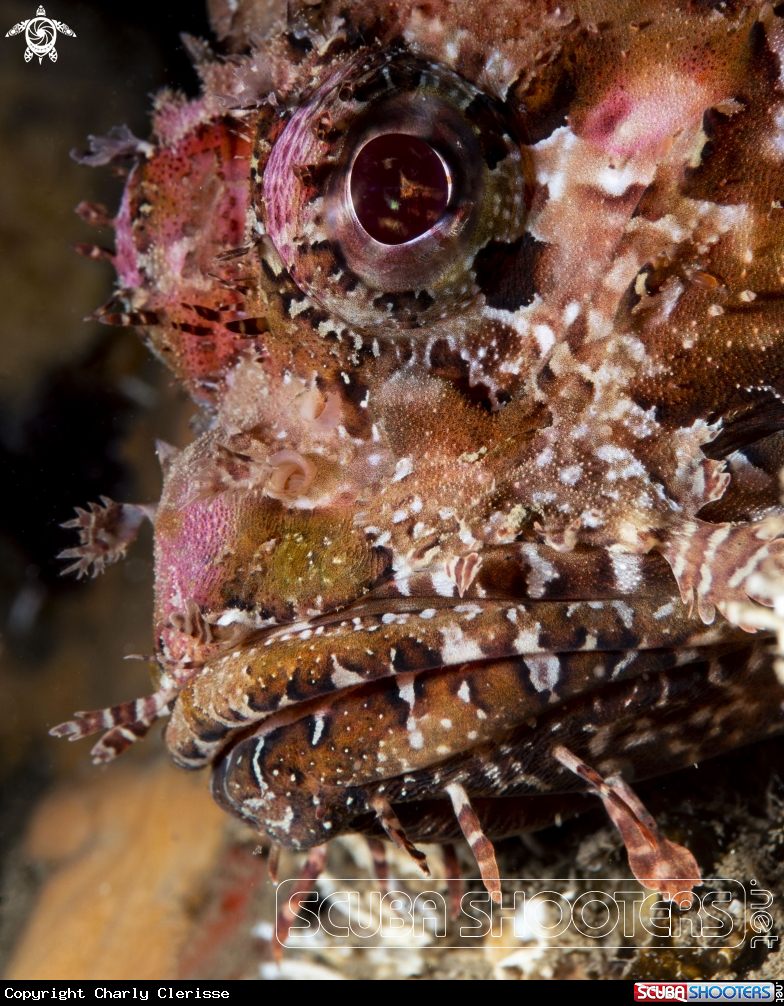 A Red Scorpionfish