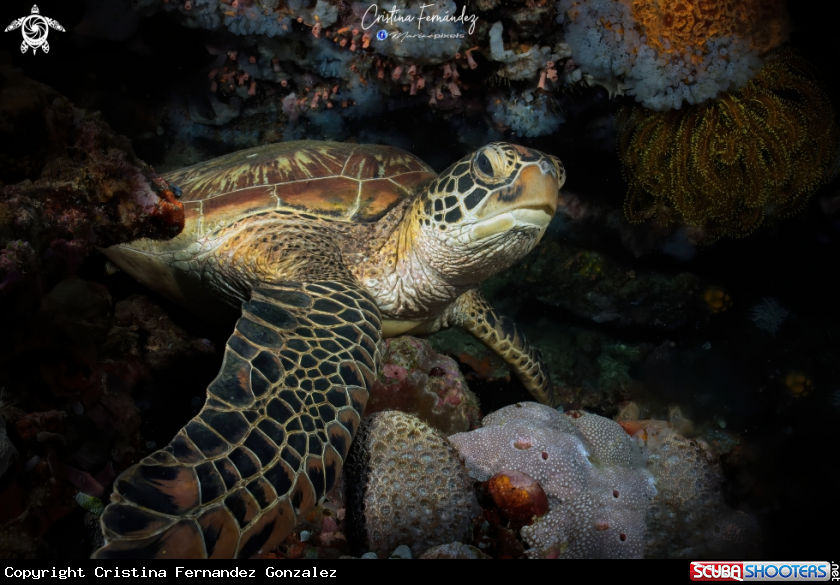 A Green turtle