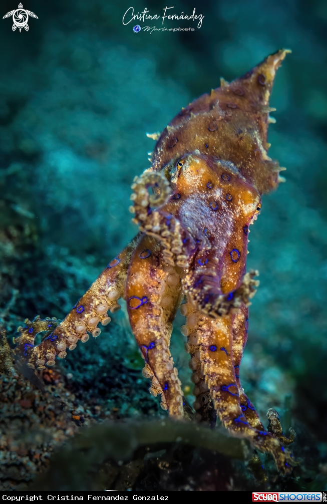 A Blue ring octopus