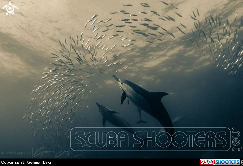 A Common Dolphins