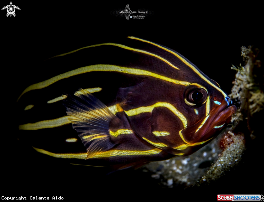 A Lined Soapfish