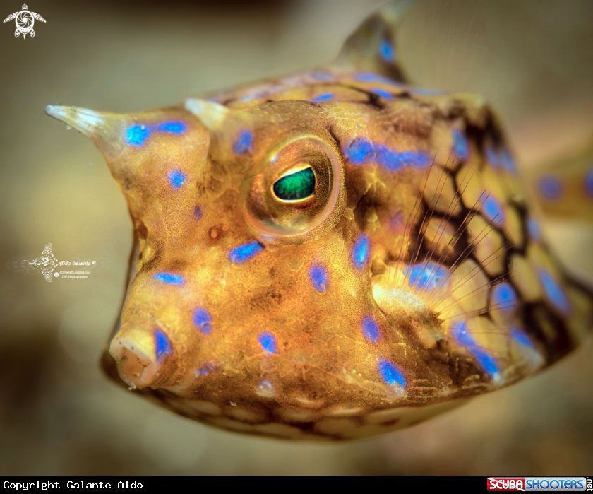 A Thornback Cowfish Juvenil