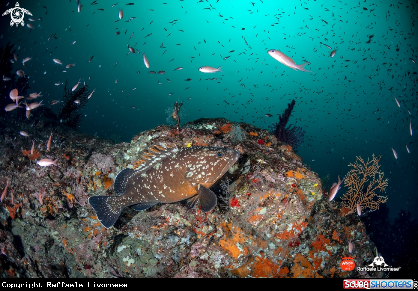A Grouper