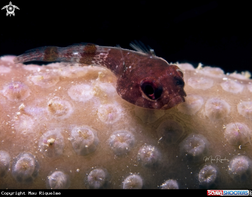 A Red Clingfish