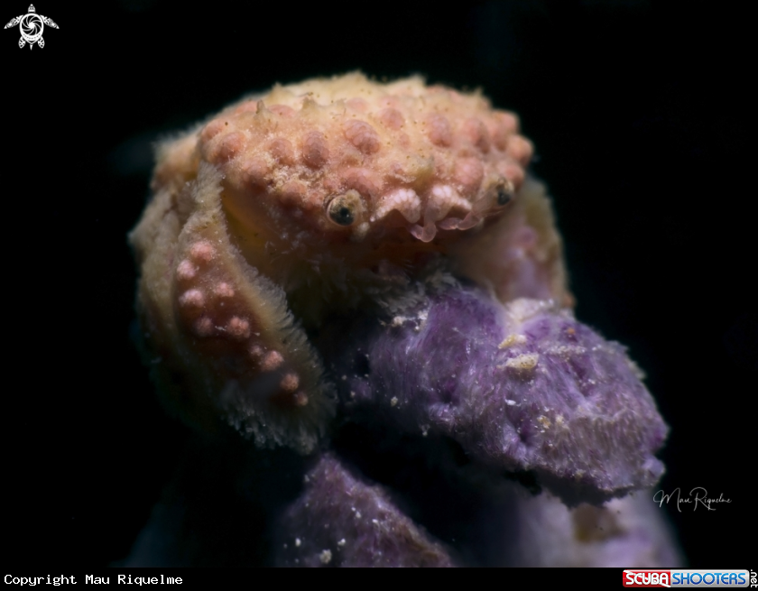A Hoary Rubble Crab