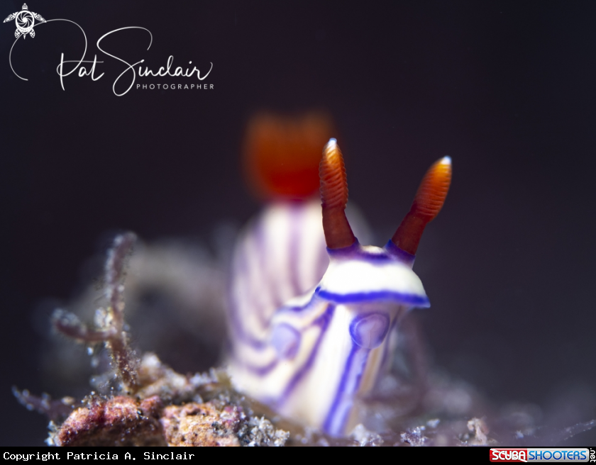 A nudibranch