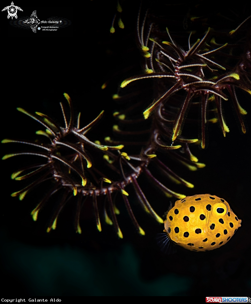 A Yellow Boxfish Juvenil