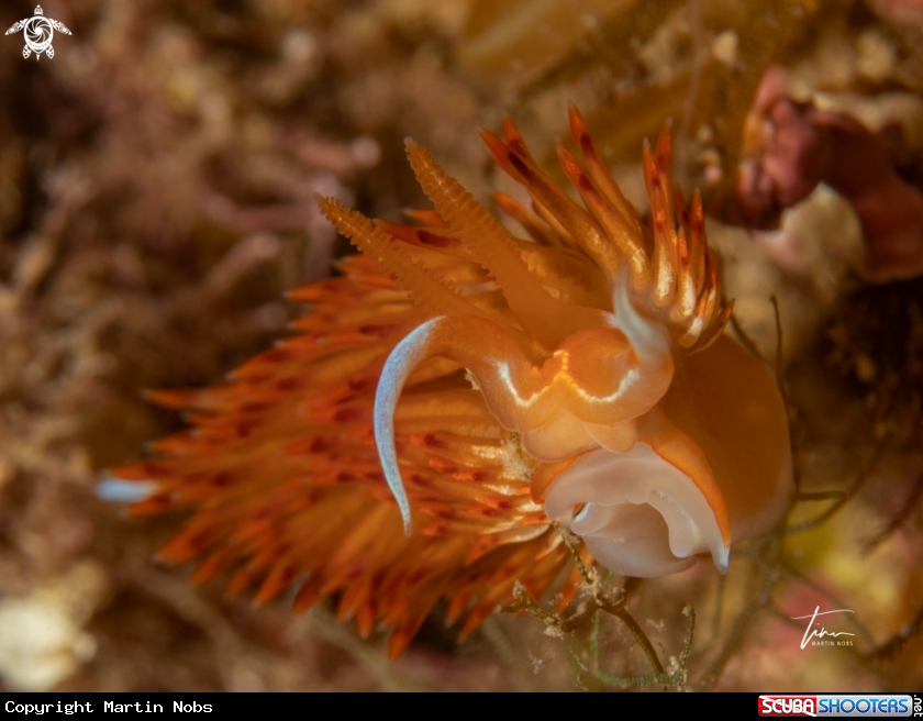 A Dondice banyulensis