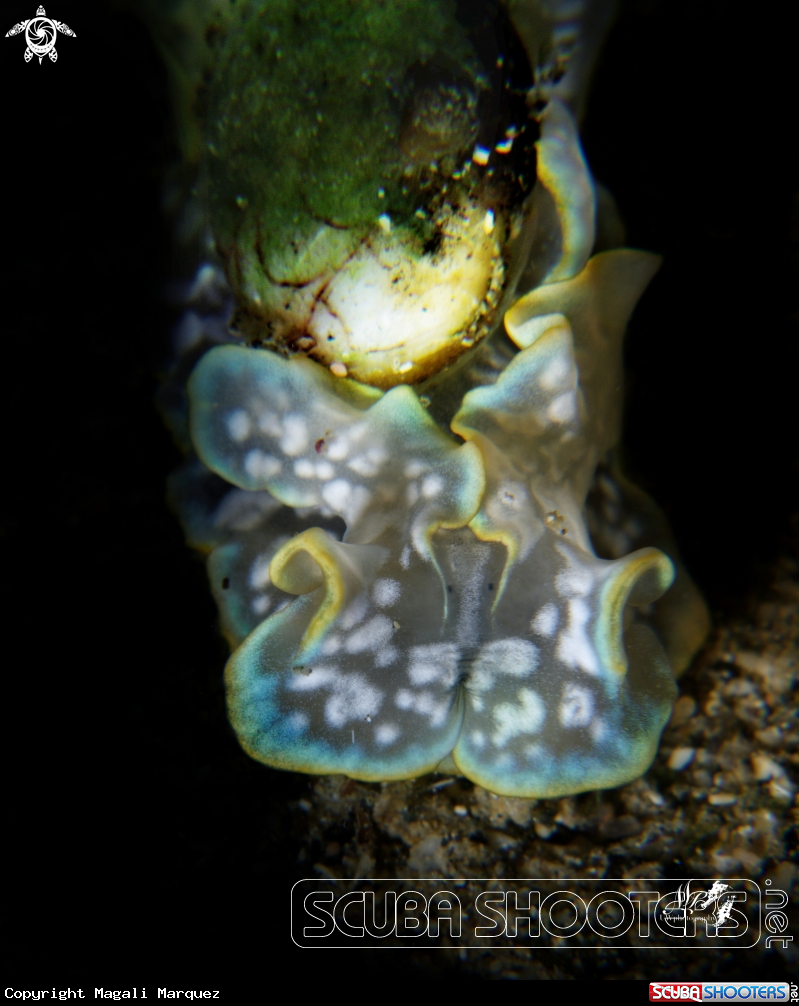 A Bubble snail