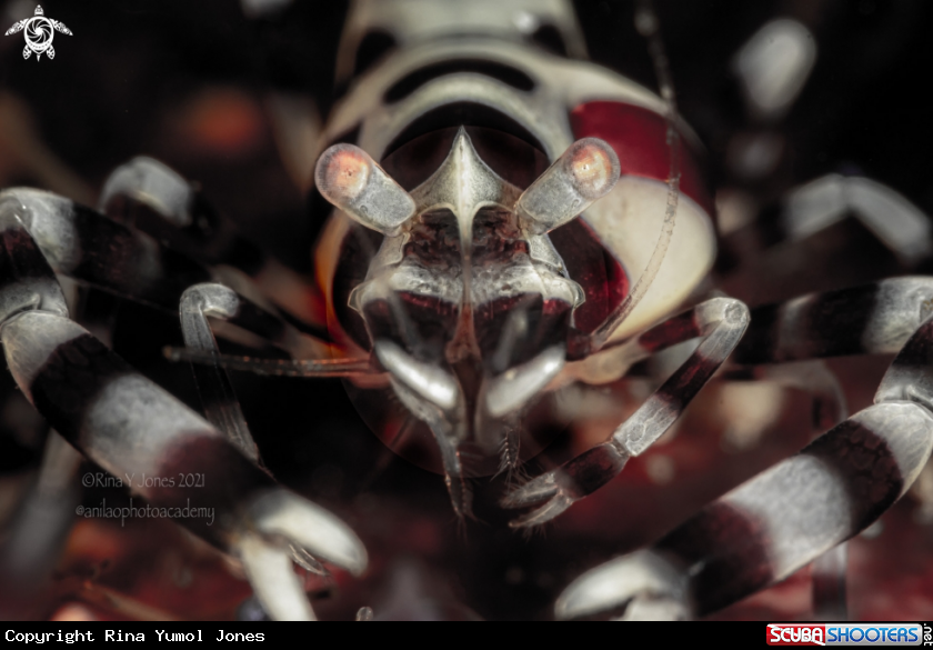 A Coleman shrimp