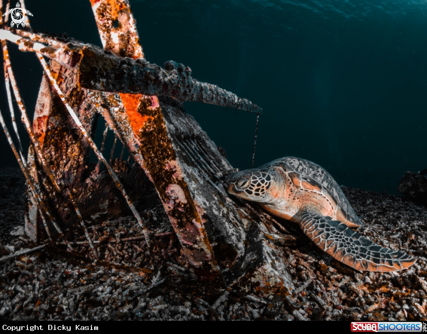 A Green Sea Turtle