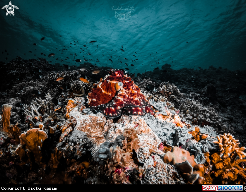 A Common Octopus