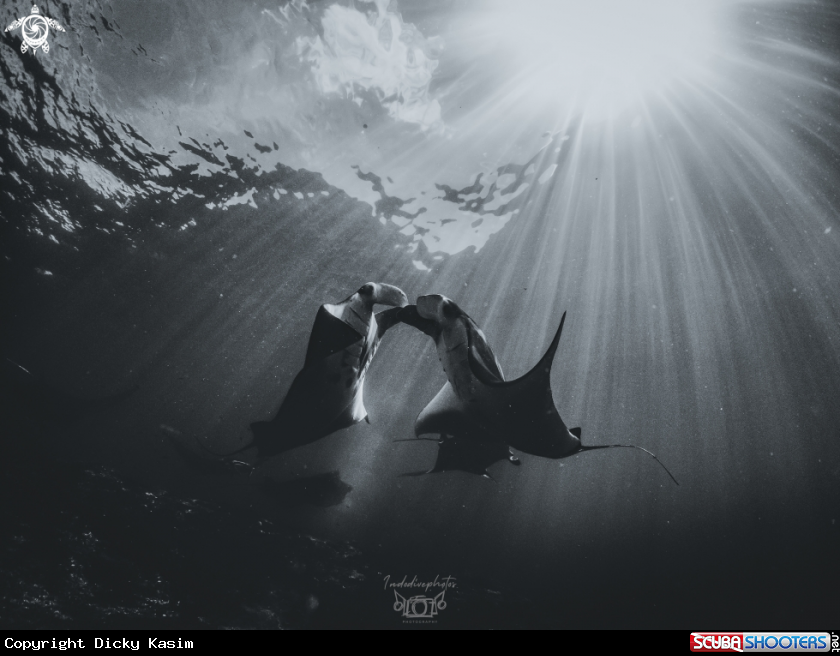 A Manta Ray