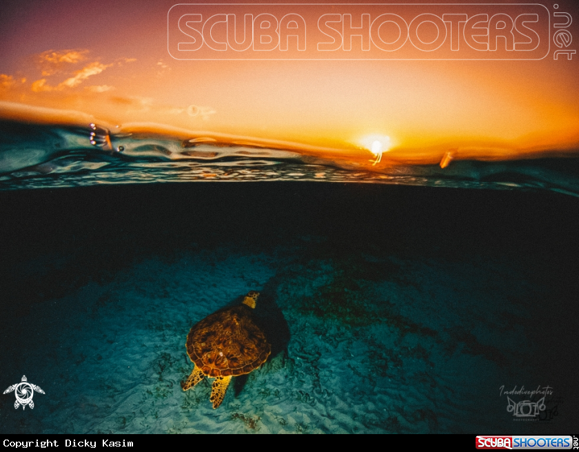 A Green Sea Turtle