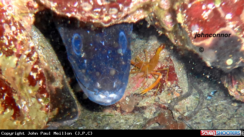 A underwater creature