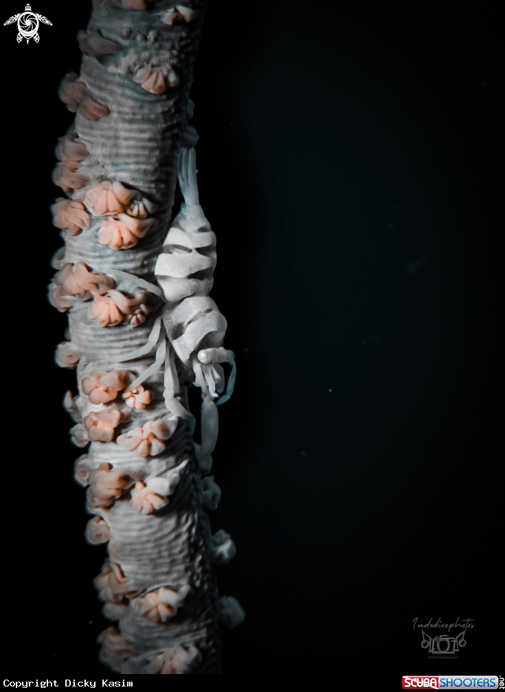 A Anker's Whip Coral Shrimp