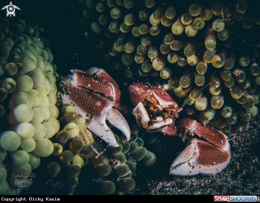 A Porcelain crab