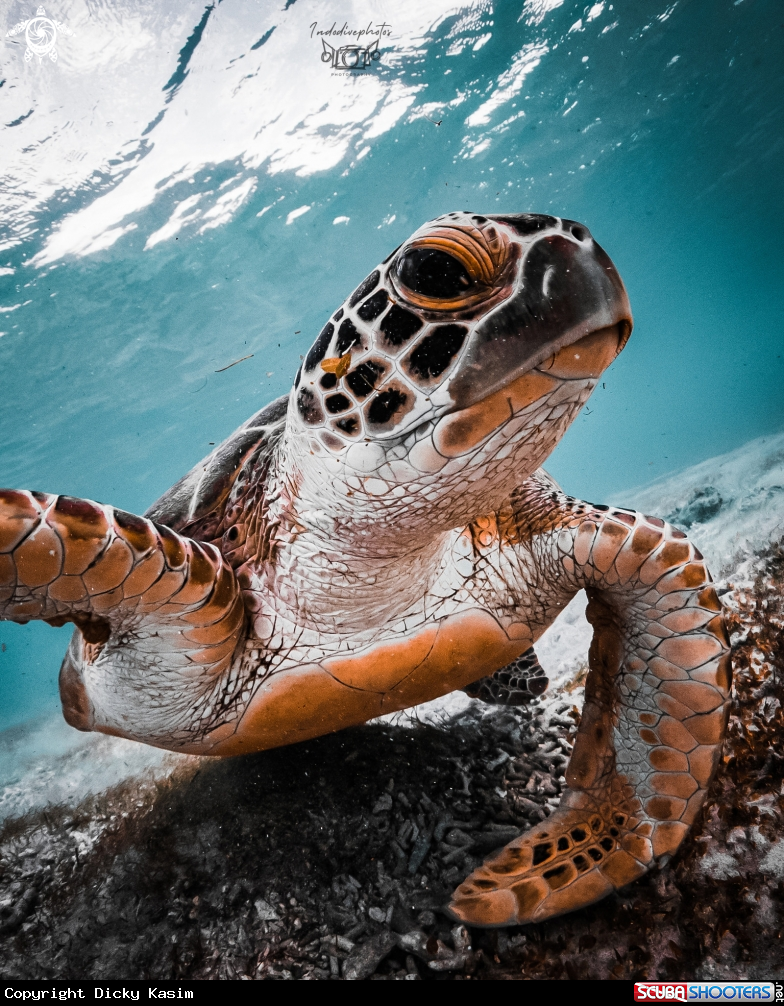 A Green Sea Turtle