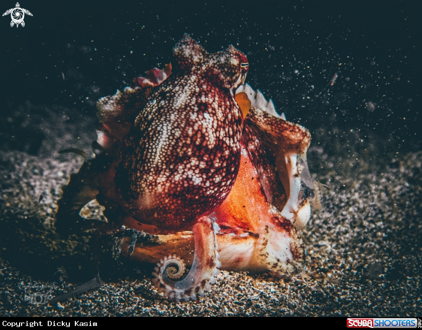 A Coconut Octopus