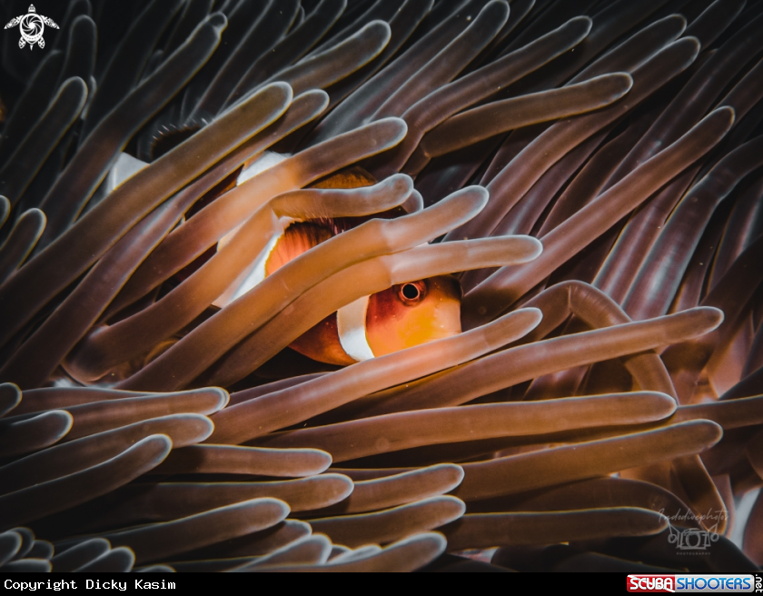 A Clownfish