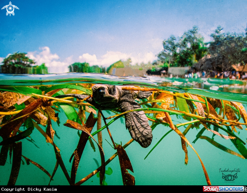 A Baby Green Sea Turtle