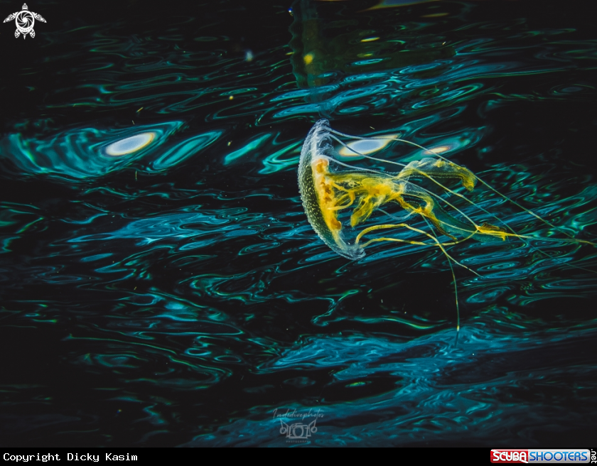 A Jellyfish