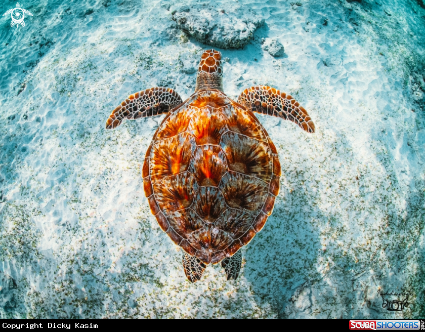 A Green Sea Turtle