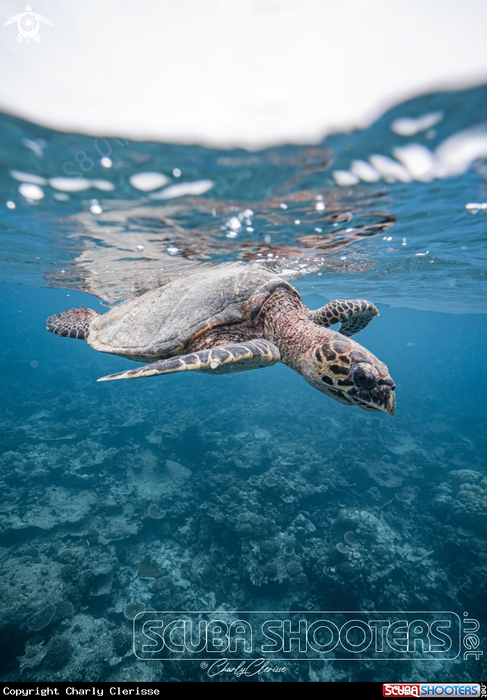 A Hawksbill Turtle