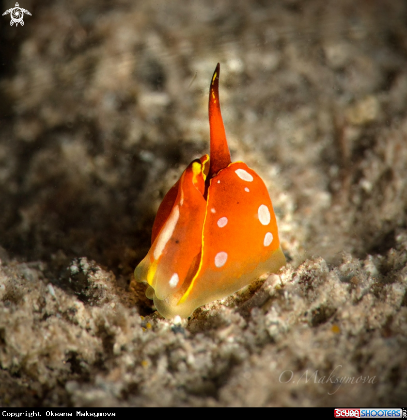 A Siphopteron flavolineatum 