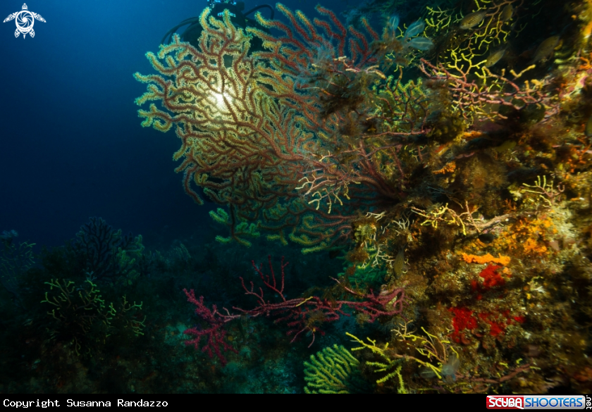 A Bicolor mediterranean gorgonians