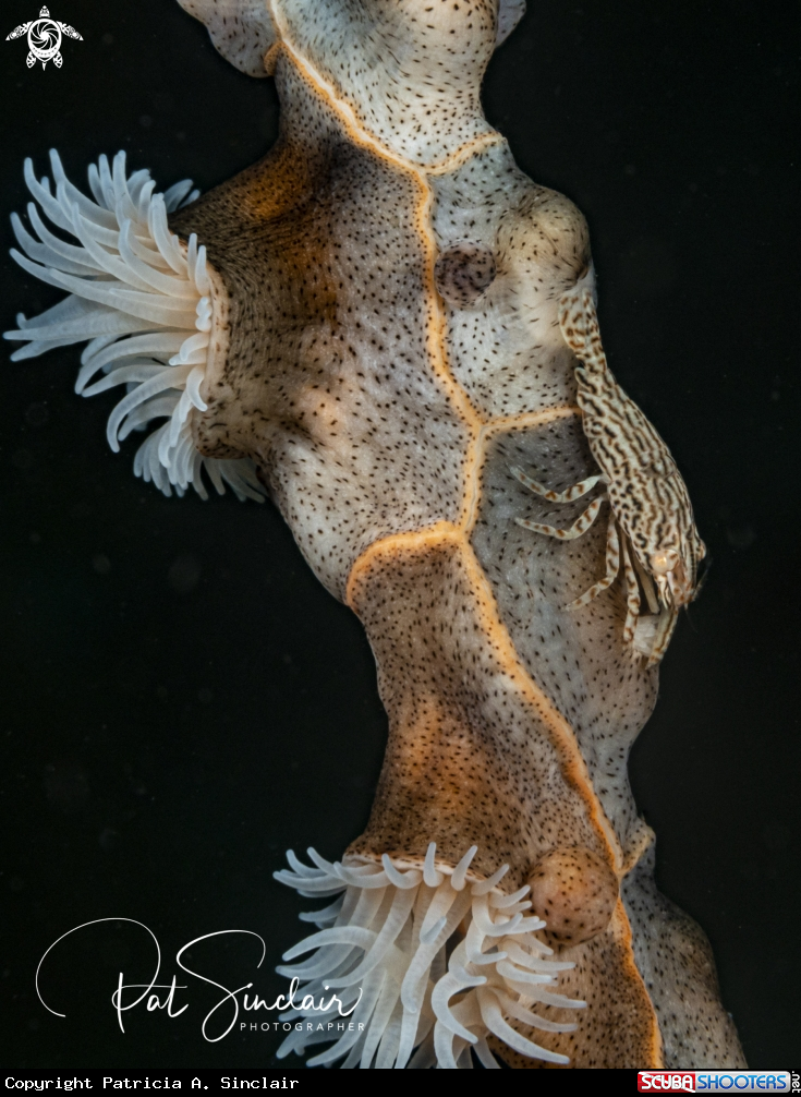 A Leopard shrimp