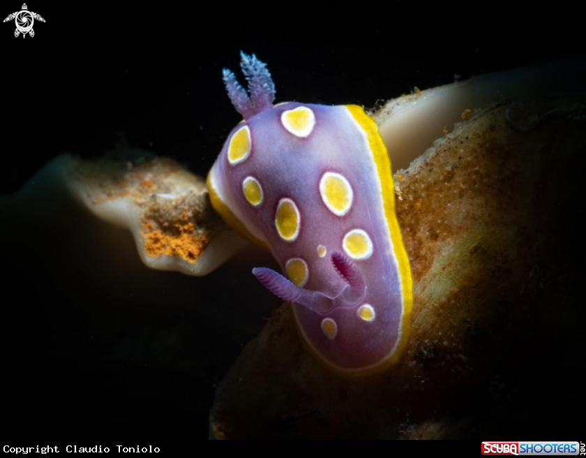 A Felimidia Luteorosea