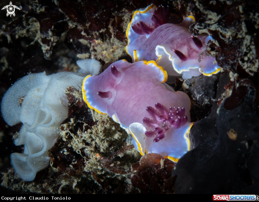 A Felimidia Purpurea