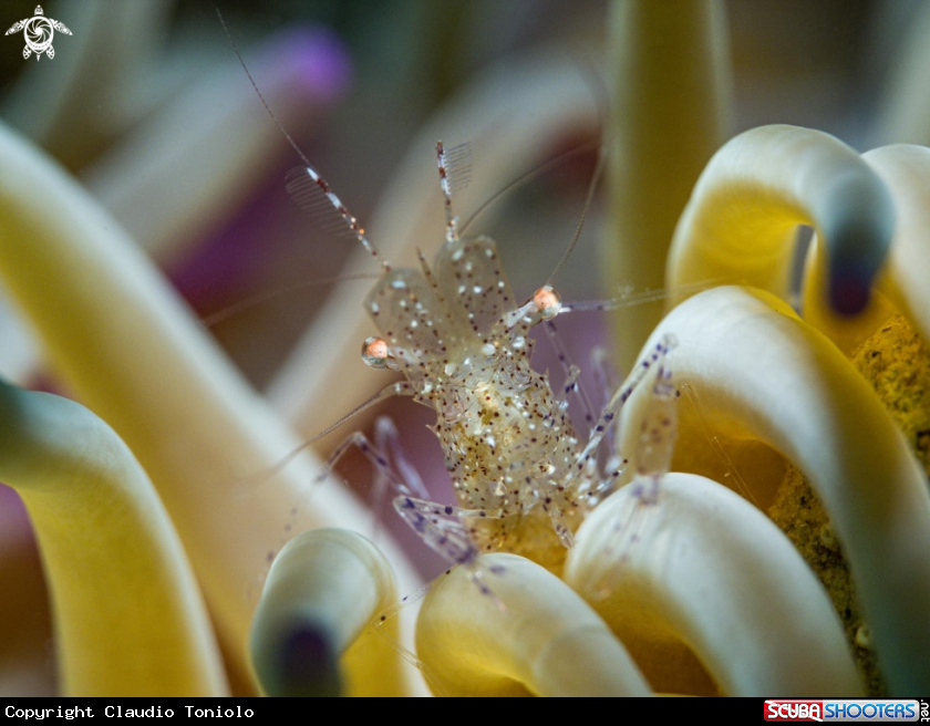 A Periclimenes Aegylios