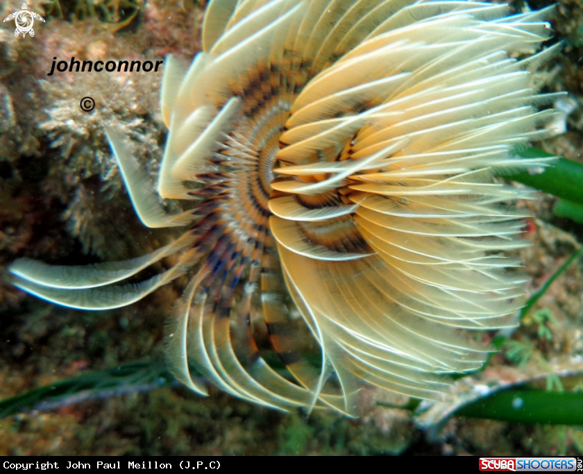 A underwater creature