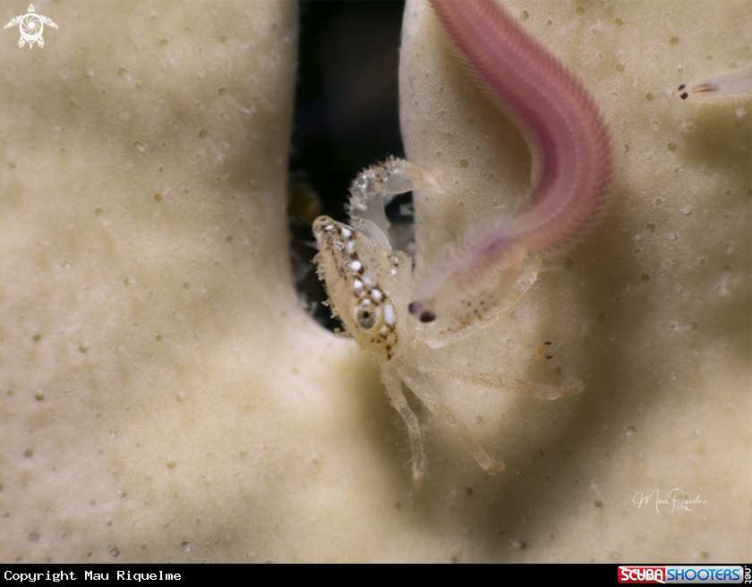 A Hairy Coral Crab and its dinner