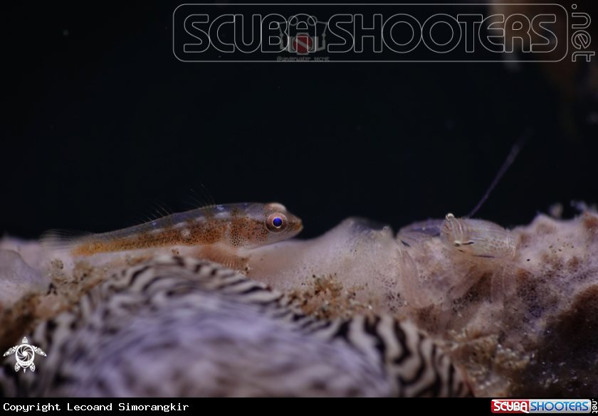 A Soft Coral Goby