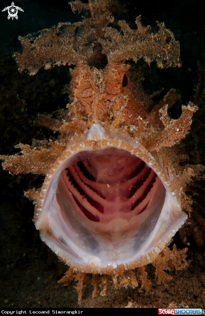 A Weedy Scorpion Fish/Rhinopias