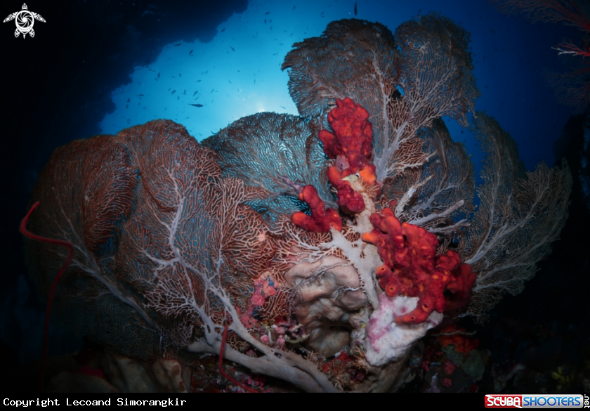 A Gorgonian Seafan