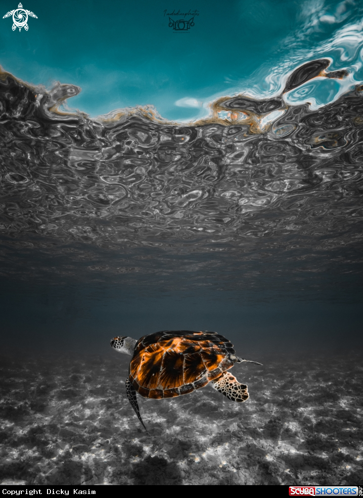 A Green Sea Turtle