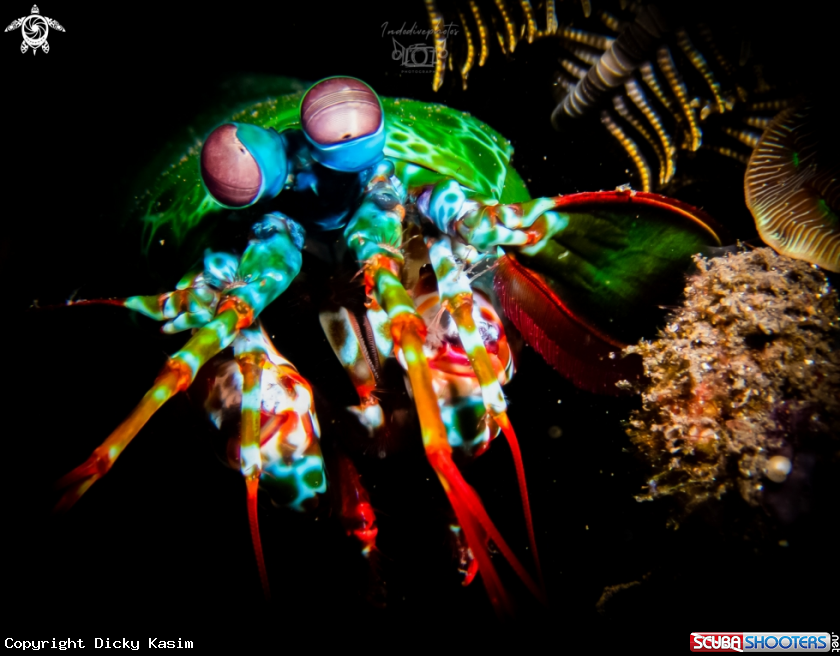 A Peacock Mantis Shrimp