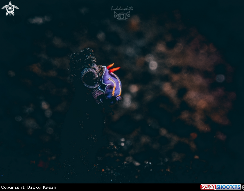 A Nudibranch