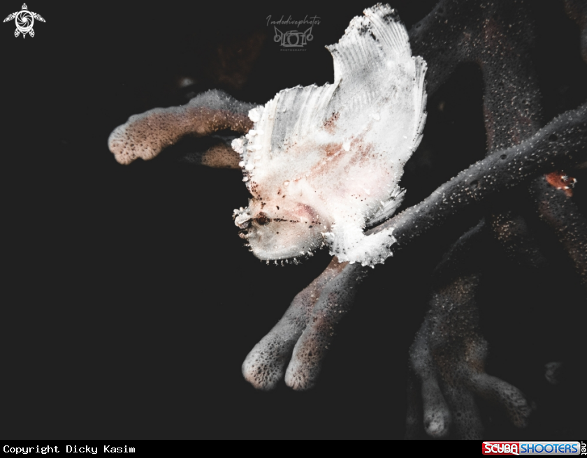 A Leafy ScorpionFish