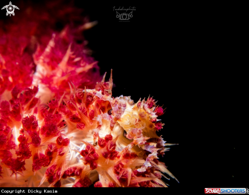 A Candy Crab
